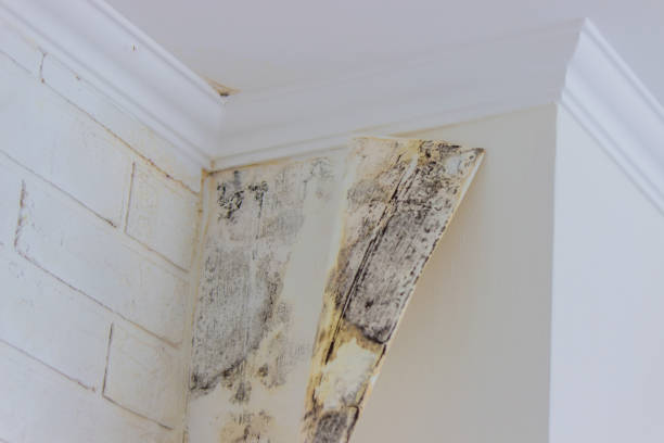 Best Mold Prevention Services  in Lake Holiday, VA